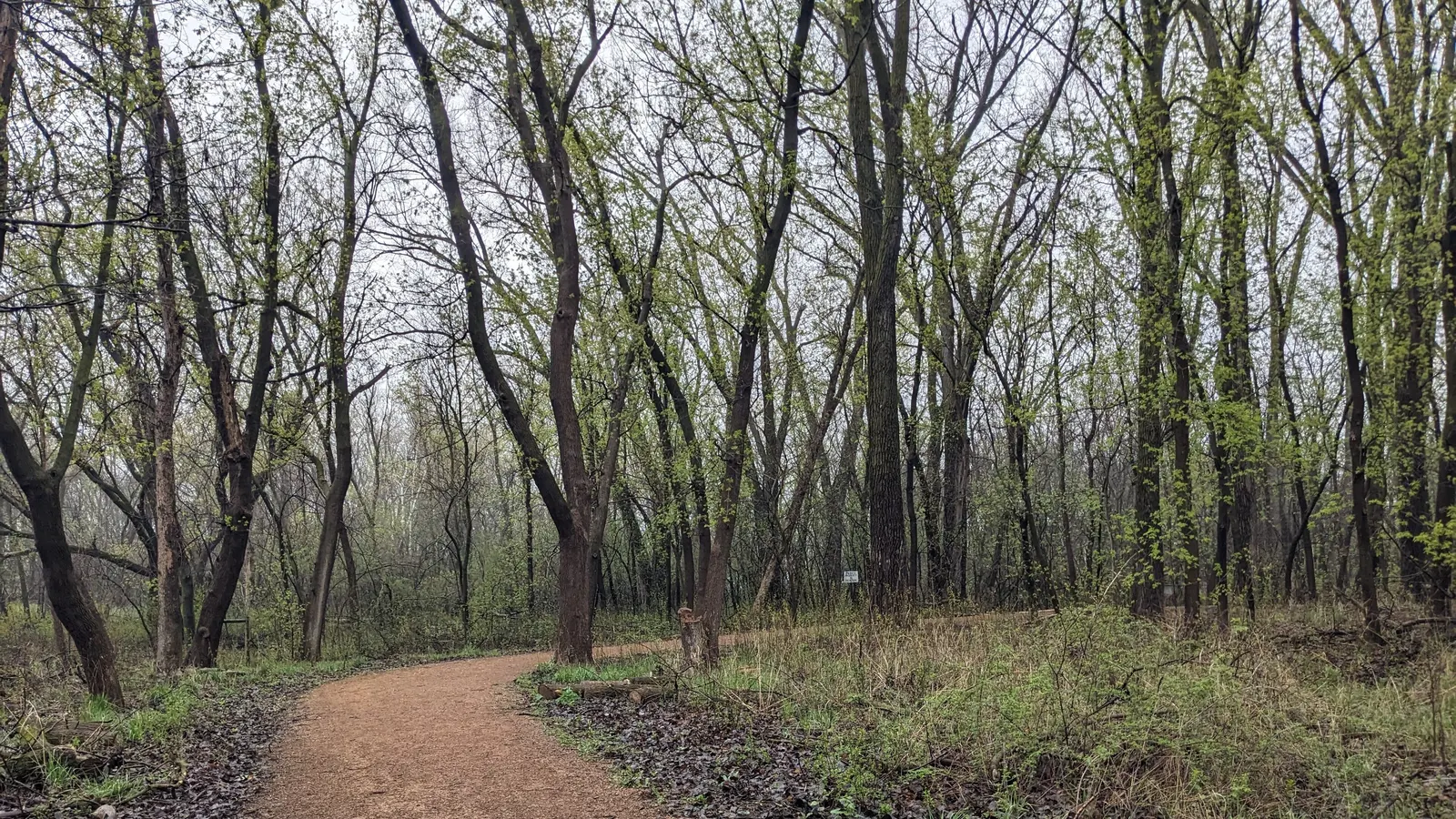 Sentier de terre qui s'enfonce dans un boisé au début du printemps